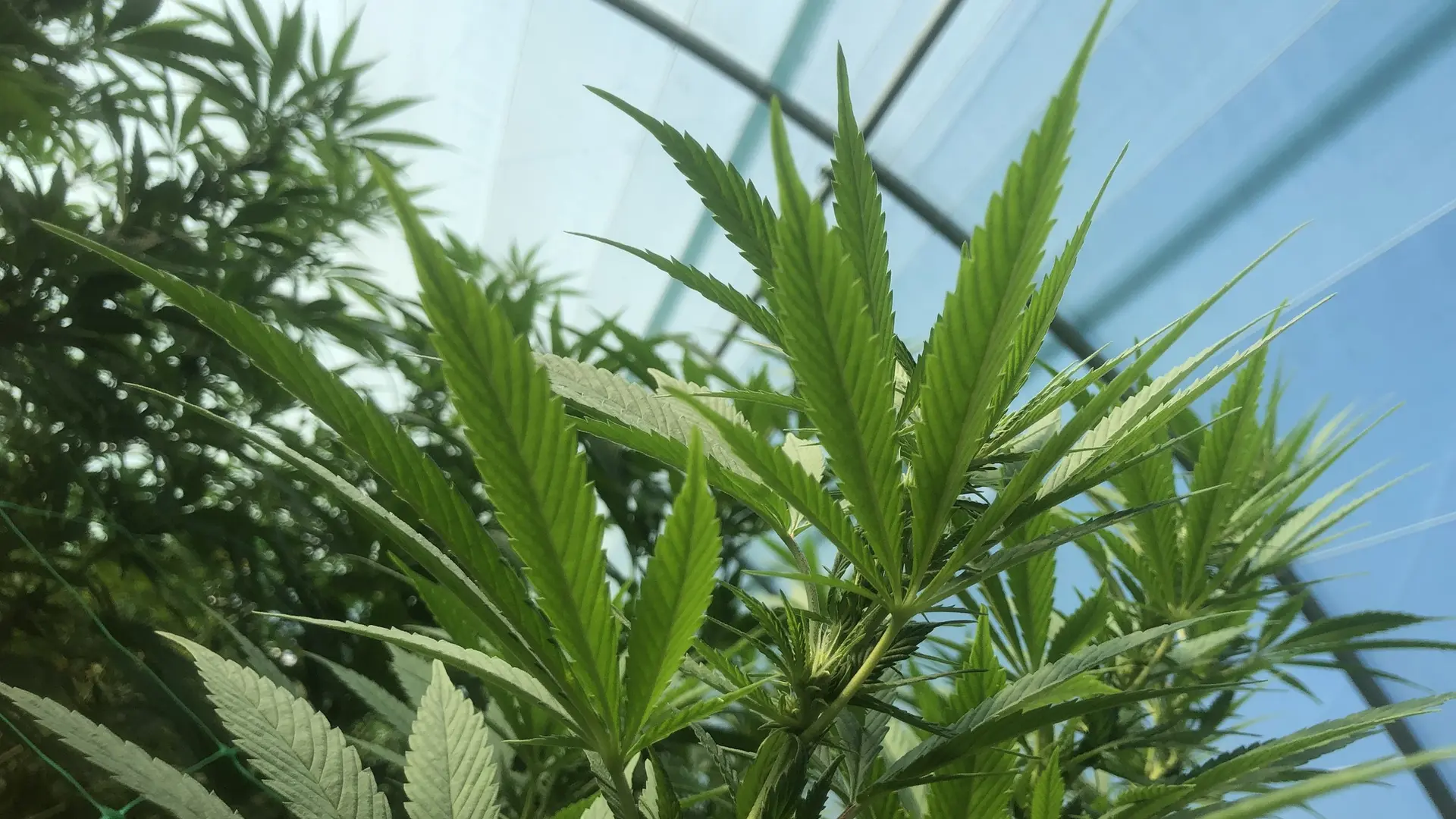 Brasserie Brugnas Farm