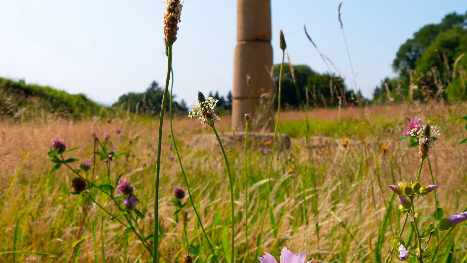 52031563909_fcfb839b8c_k