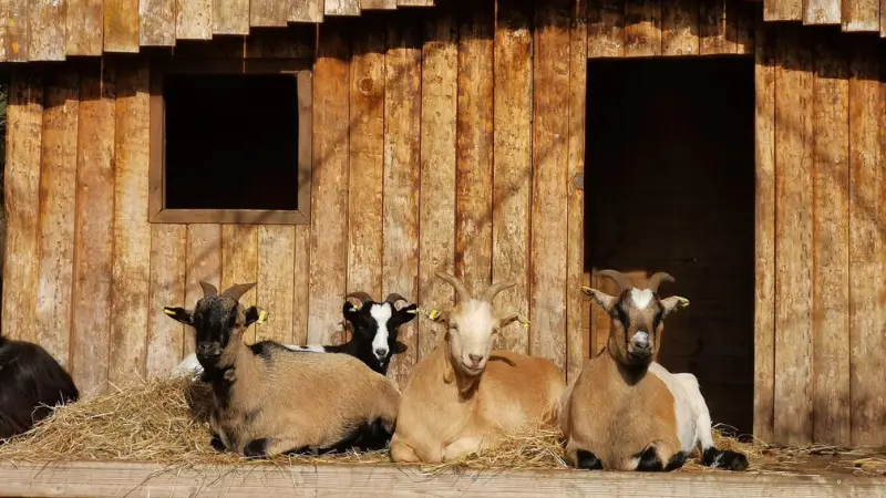 Ferme
