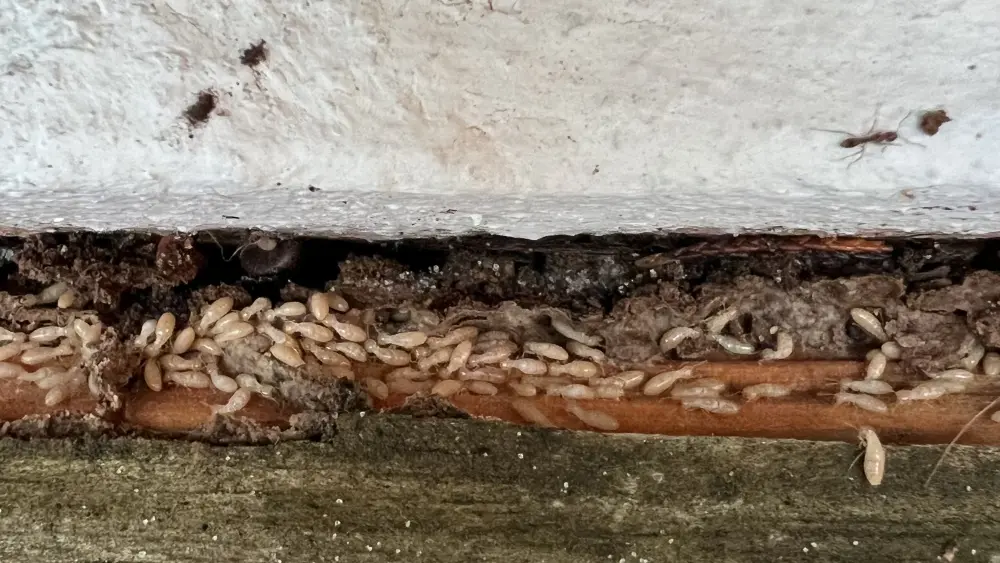 7 - Photo Termites