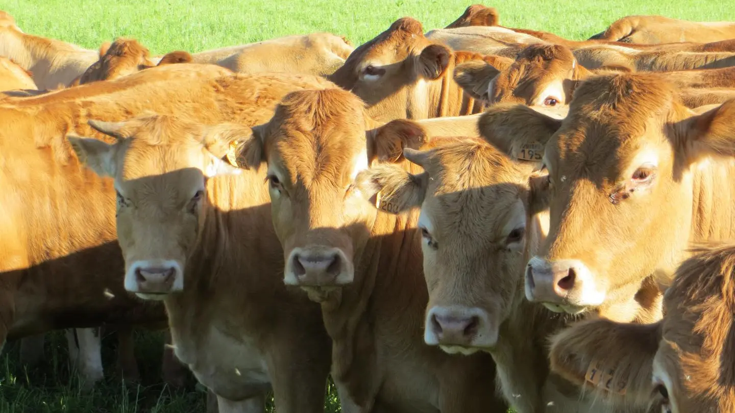 Gite Chabanne à Saint Sylvestre en Haute-Vienne - les vaches limousines_73