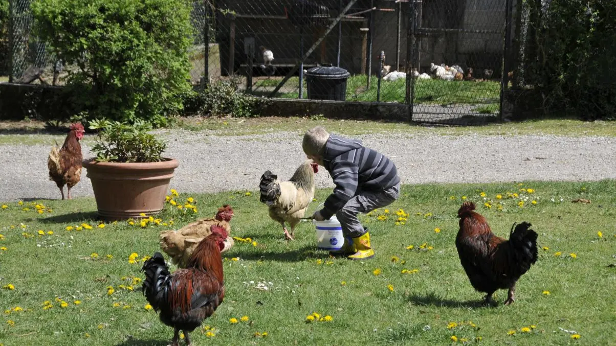 Chambre d'hotes La Ferme De La Besse  à  Les Billanges en Haute-Vienne (Limousin)_20