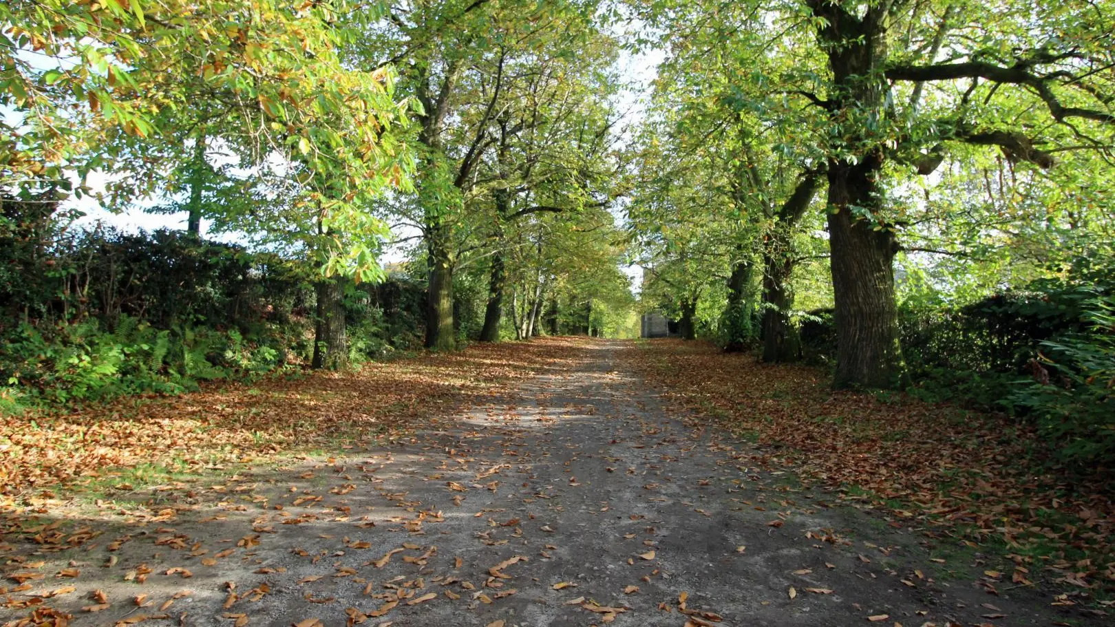 Chambre d'hotes Le Chateau De Saint Roch à Ambazac en Haute-Vienne (Limousin) - allee de chataigniers_42