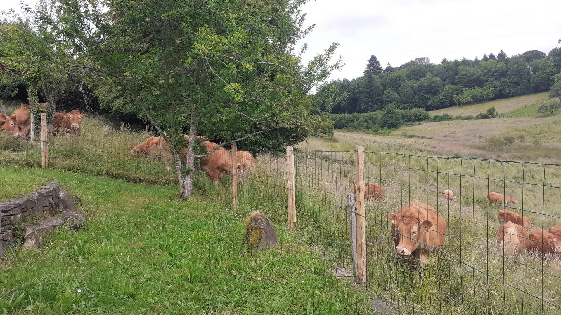gîte l'ancienne fermette à Bujaleuf en Haute-Vienne - vue du terrain à l'arrière_4