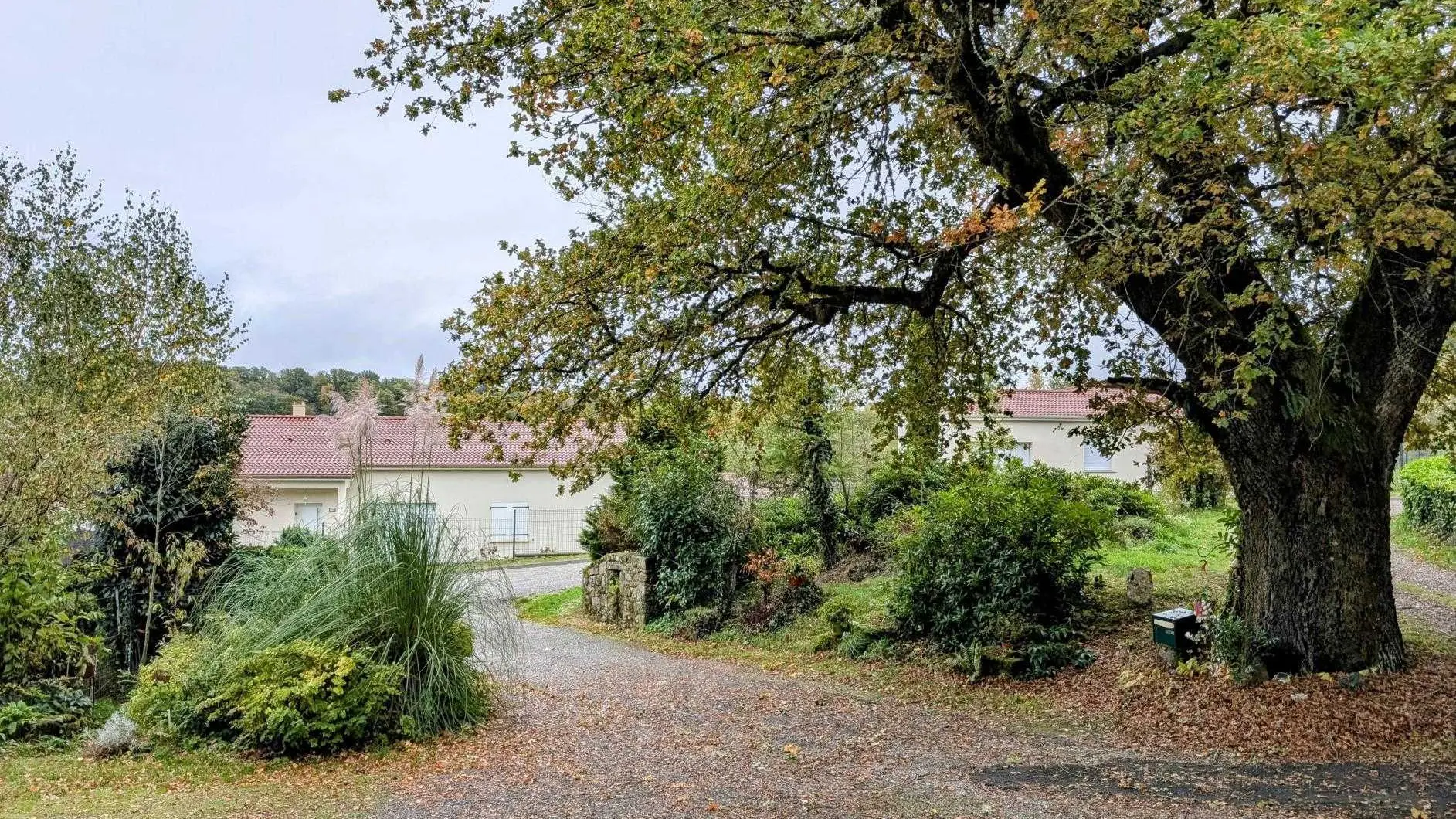 Gite La Condamine à Eymoutiers en Haute-Vienne (Limousin en Nouvelle Aquitaine) - chêne situé à l'arrivée au gîte_3