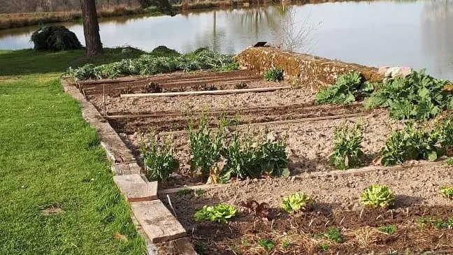 Potager Gîte du Masbareau Royères Haute-Vienne Limousin_31