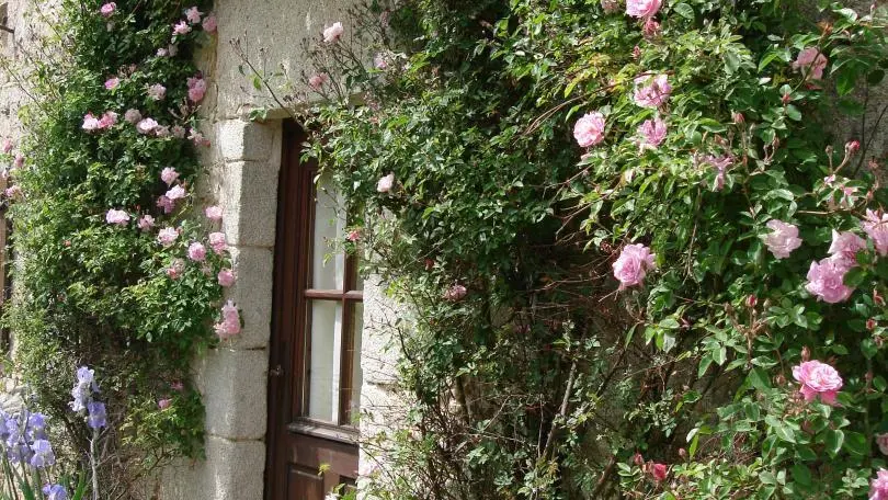 vive le printemps et ses fleurs au gîte du Masbareau à Royères, Haute-Vienne, Limousin, nouvelle Aquitaine_36