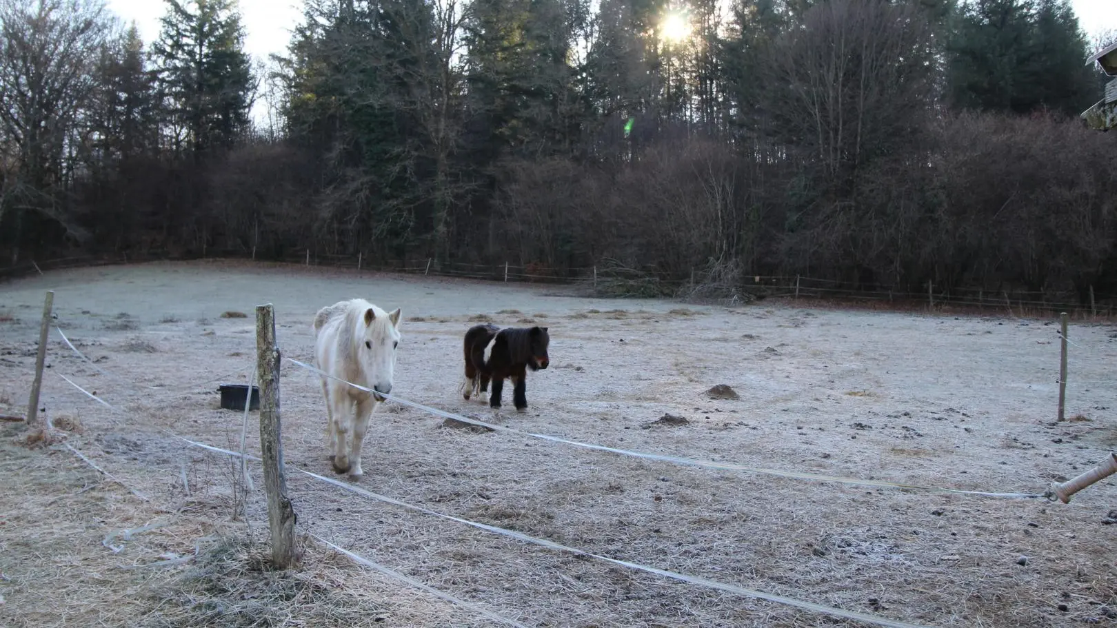 Le gîte de la rapiette à Saint Léonard de Noblat en Haute-Vienne (Limousin)- les poneys_17