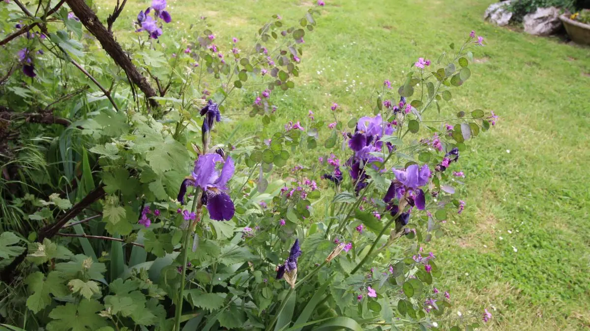 Gite  La Chènevière à Sussac  en Haute-Vienne (Limousin)_21