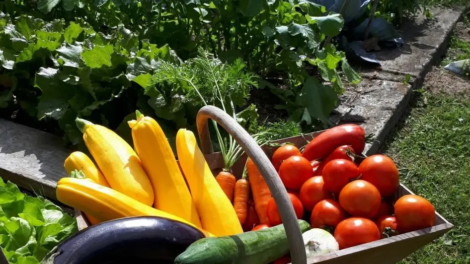 Légumes du potager pour la Table d'Hôtes des Chambres d'Hôtes du Masbareau, Royères Haute-Vienne Limousin Nouvelle Aquitaine_36