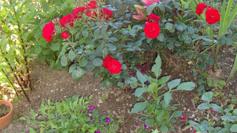 Chambre d'hôtes Chabant à Saint Léonard De Noblat en Haute-Vienne (Limousin en Nouvelle Aquitaine)_15