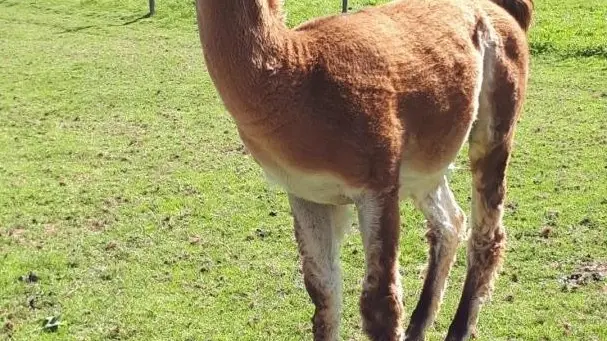 UN LAMA_46