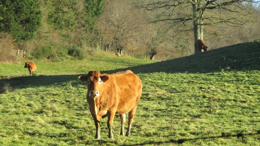 Bonjour, voisine._21