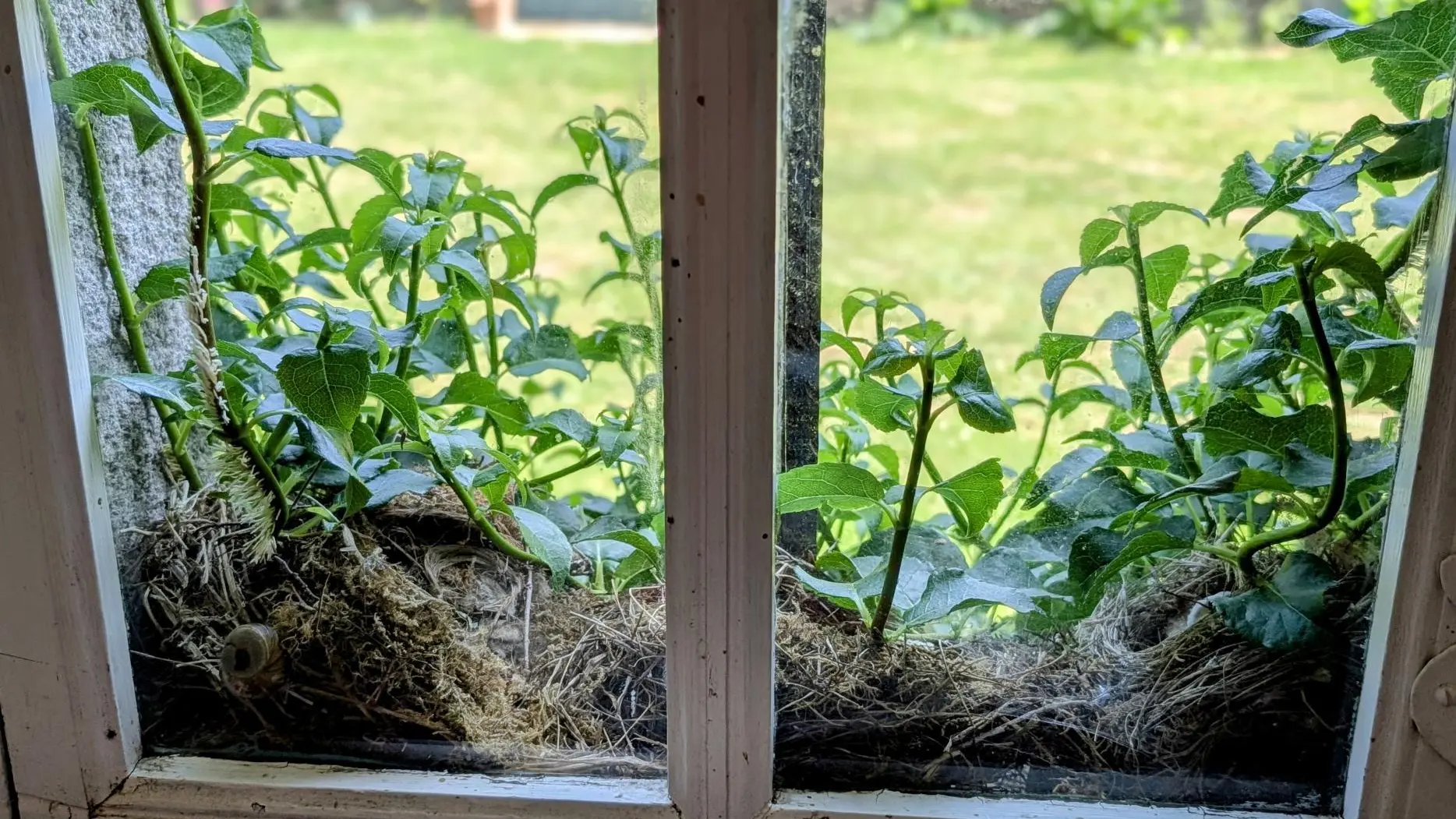 Gite La Grange Neuve à Champagnac La Riviere en Haute-Vienne_13