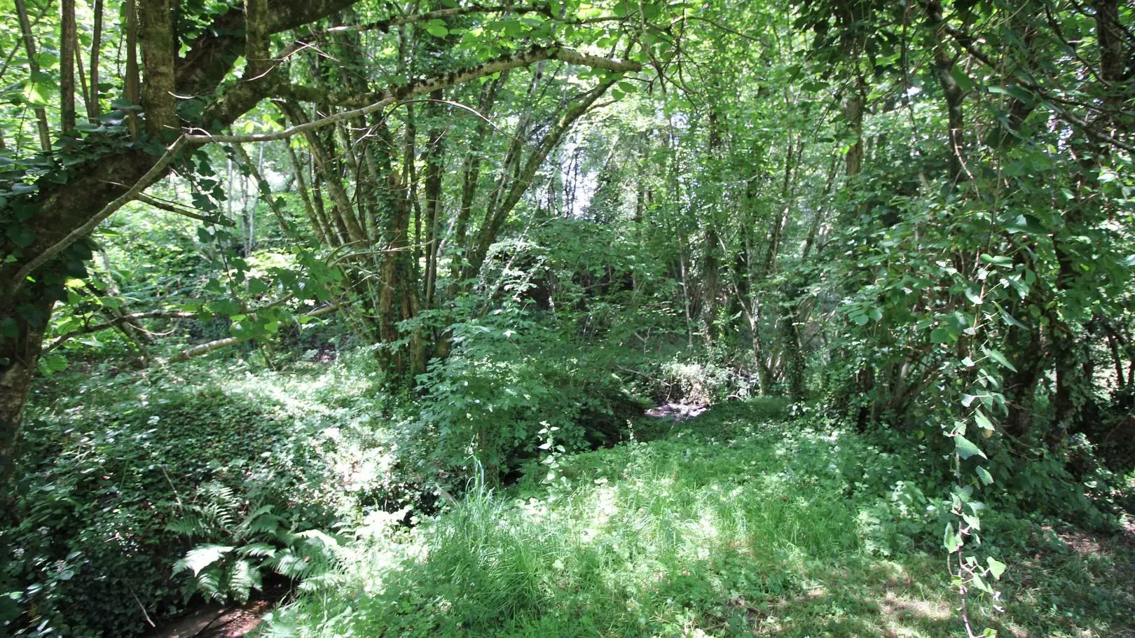 Gite Le Pressoir à Champagnac La Riviere en Haute-Vienne_16