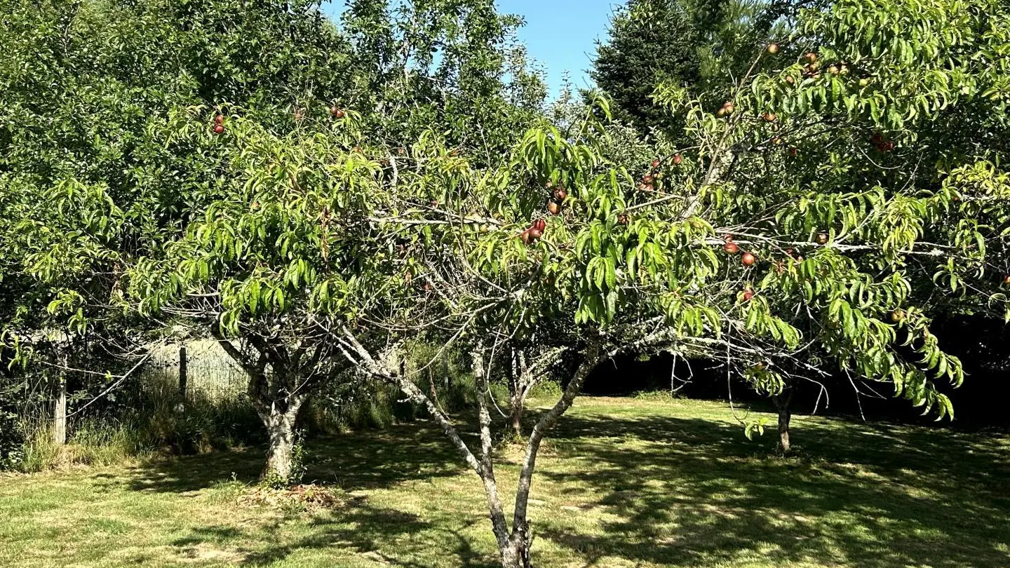 Le Gîte d'Élise à Cussac en Haute-Vienne (Nouvelle Aquitaine)_43