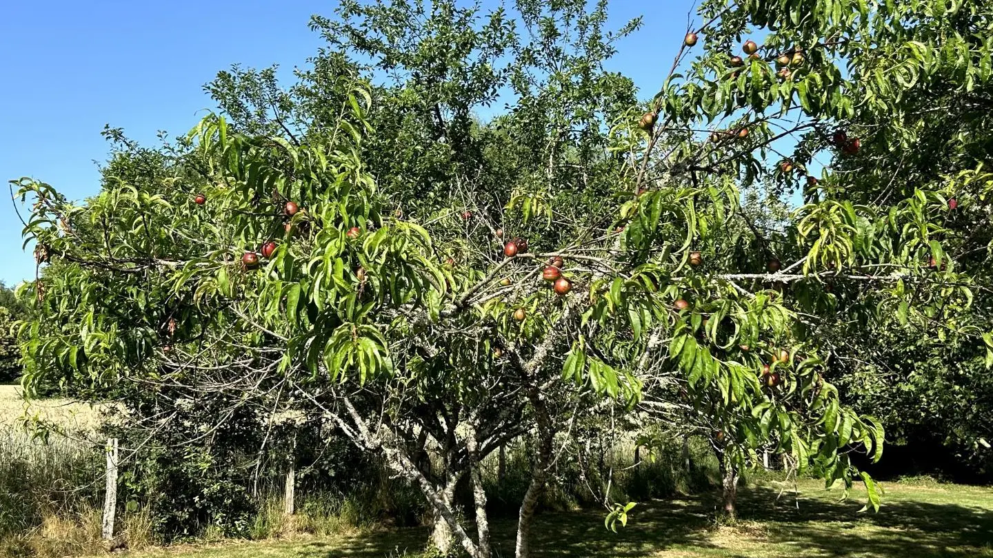 Le Gîte d'Élise à Cussac en Haute-Vienne (Nouvelle Aquitaine)_44