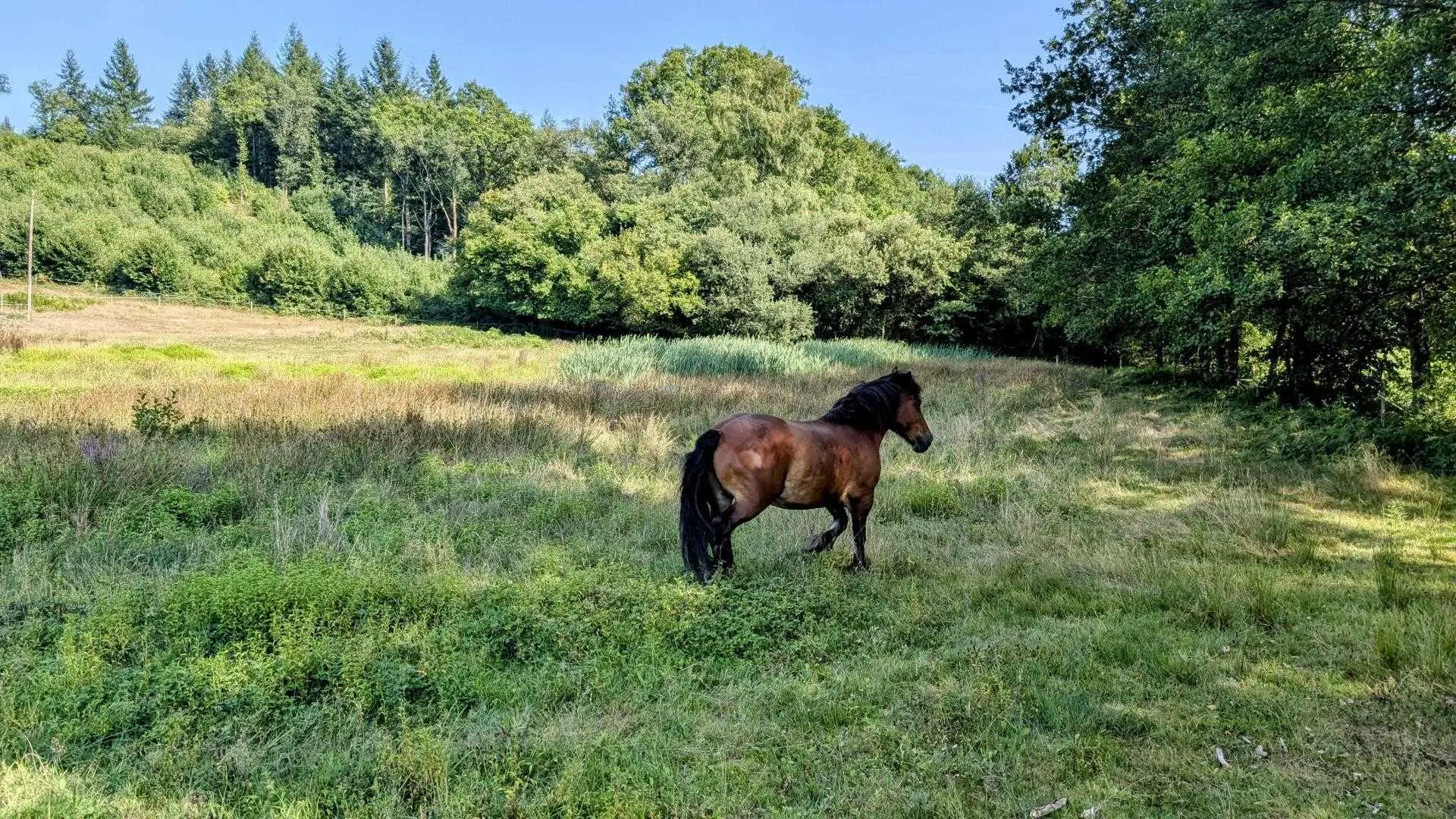 Gite de la Petite Lisonne - commune de Marval en Haute-vienne - Limousin - Tanga le cheval_5