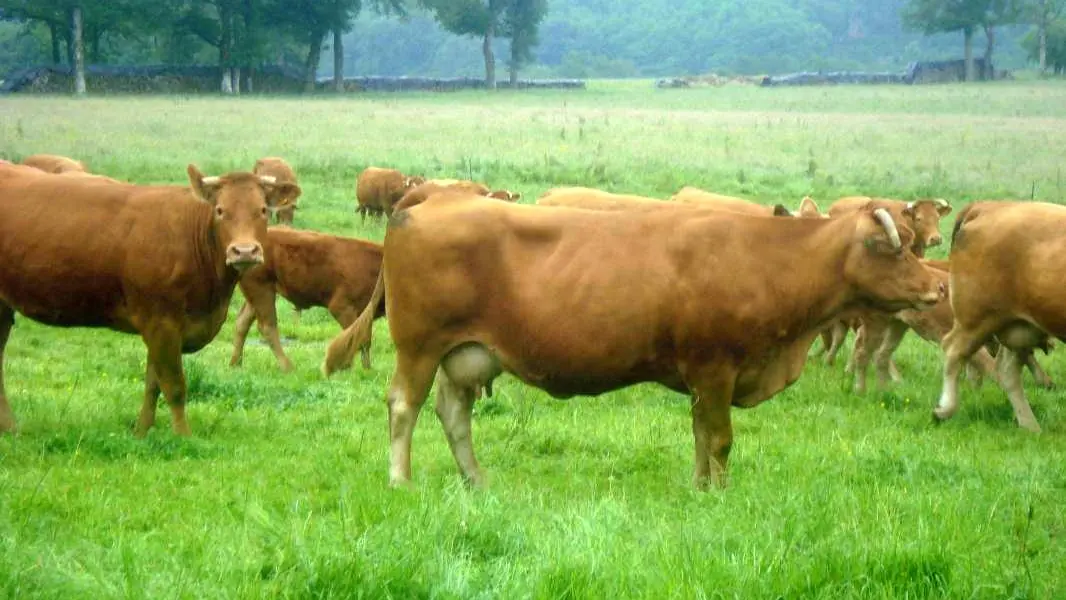 Gite  Lepinasse à Saint Bazile en Haute-Vienne (Nouvelle Aquitaine)_24
