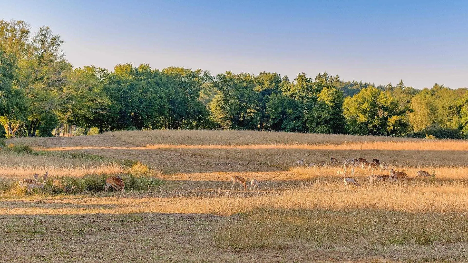 Gite Les Ribières à Les Cars en Haute-Vienne (Nouvelle Aquitaine) - Parc à Daims_15