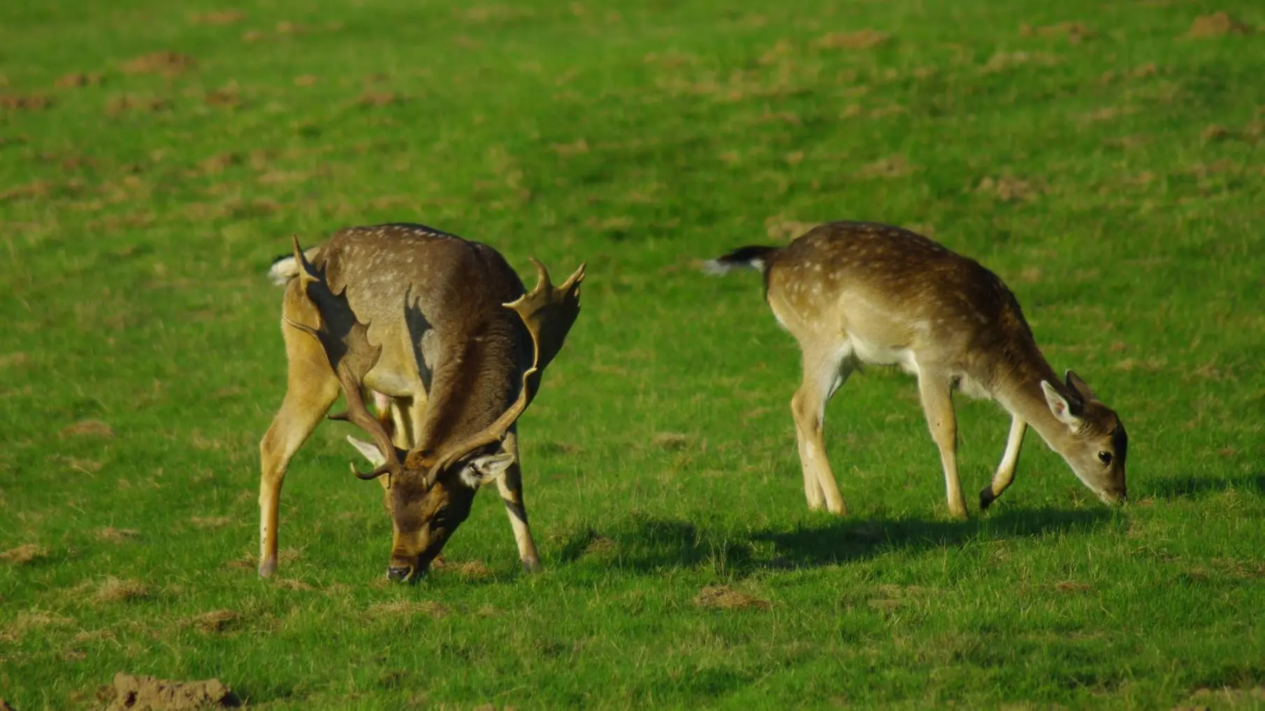 Gite Les Ribières à Les Cars en Haute-Vienne (Nouvelle Aquitaine) - Parc à Daims_13