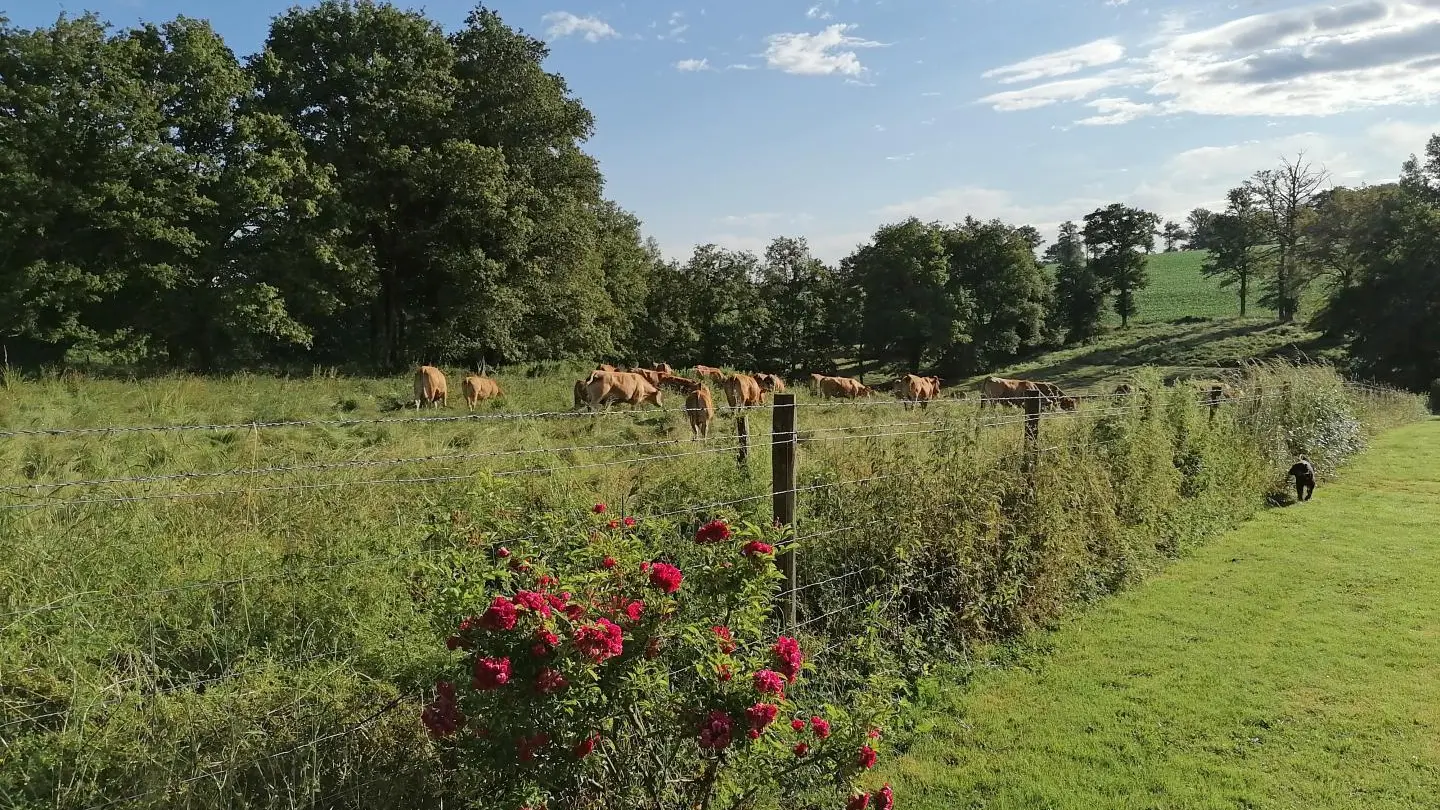 Le gîte Campagne Limousine à Rochechouart en Haute-Vienne (Nouvelle Aquitaine)_61