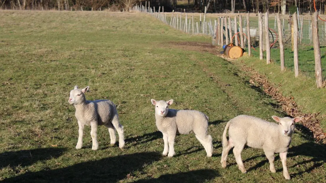 Chambre d'hôtes Bellevue à Saint Priest sous Aixe en Haute-Vienne (Nouvelle Aquitaine)_15