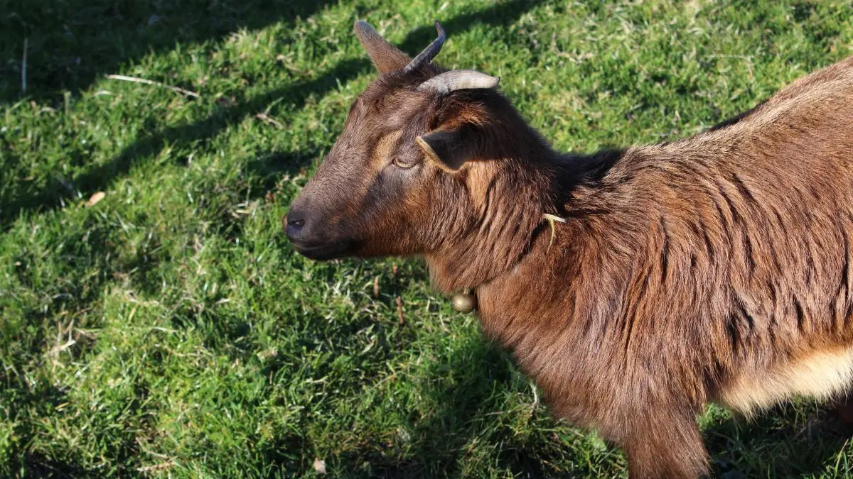 Chambre d'hôtes Bellevue à Saint Priest sous Aixe en Haute-Vienne (Nouvelle Aquitaine)_13
