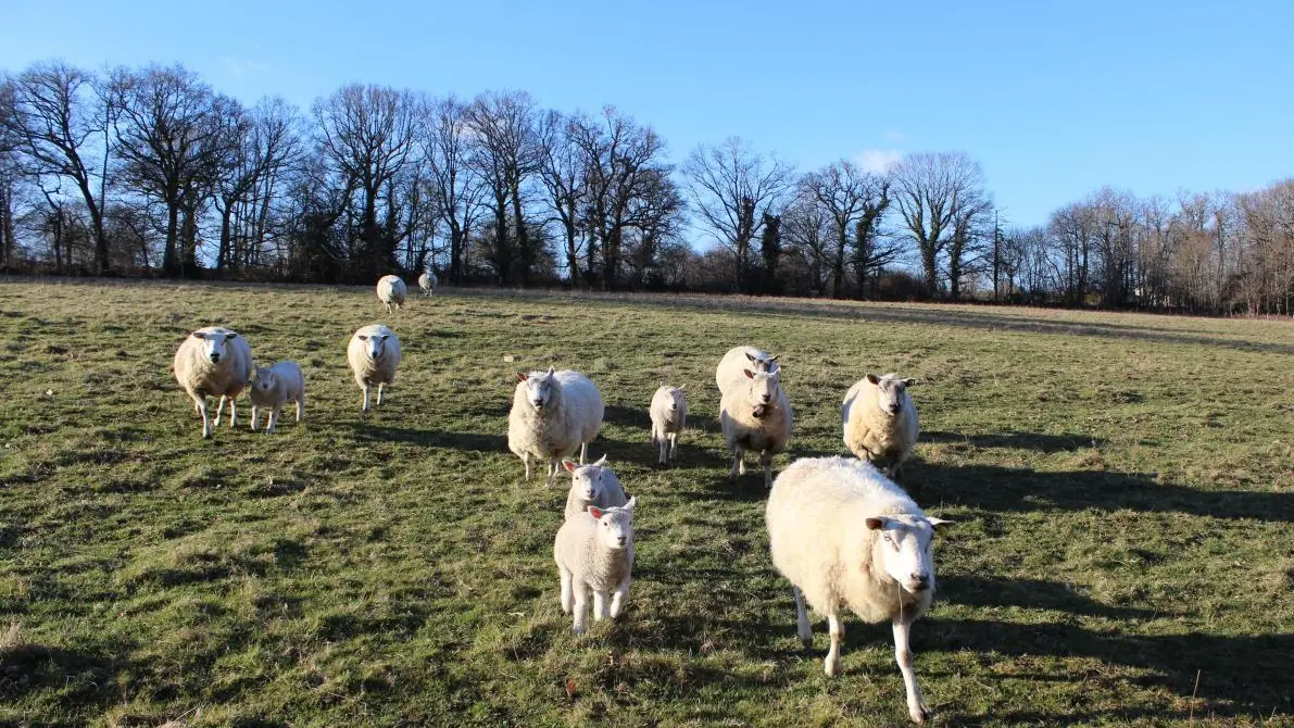 Chambre d'hôtes Bellevue à Saint Priest sous Aixe en Haute-Vienne (Nouvelle Aquitaine)_14