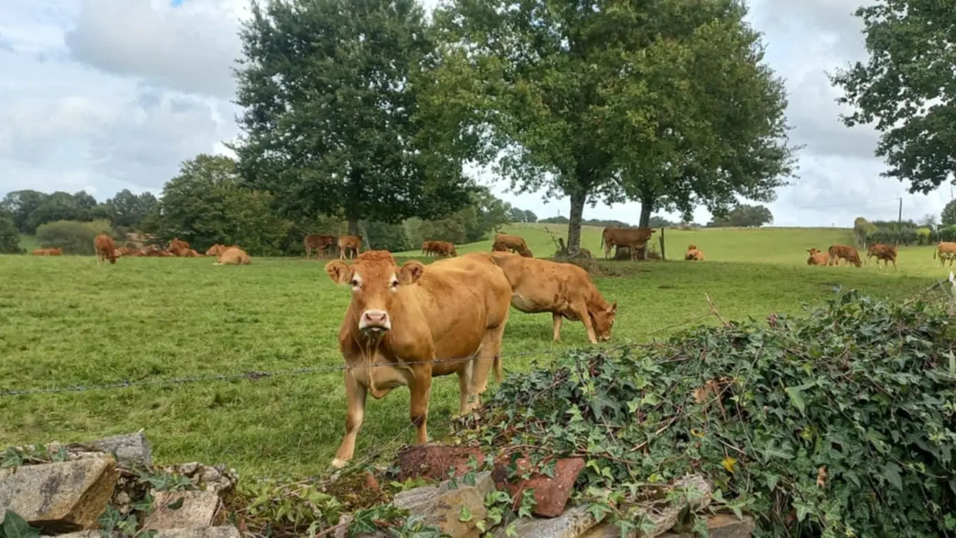 Gîte Les Eglantiers commune de Jourgnac en Haute-Vienne (Limousin), vue du terrain_51