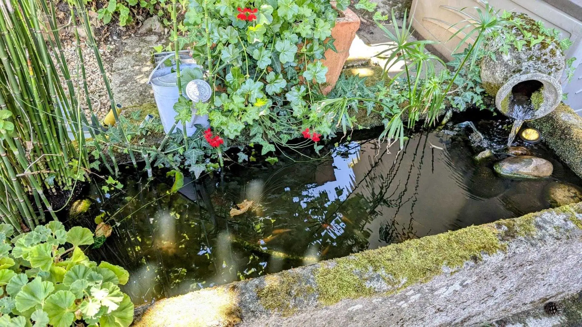 Gîte Les Eglantiers commune de Jourgnac en Haute-Vienne (Limousin) - petit bassin_33
