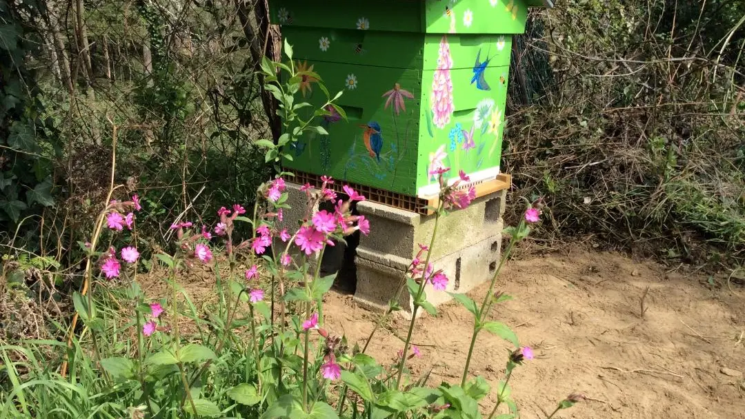 Gite Le Moulin De Pont Pery à Saint Martin Le Vieux en Haute-Vienne (Nouvelle Aquitaine). Ruche d'abeilles_12