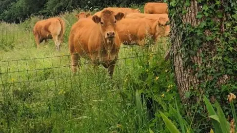 Gite Le Cherveix à Solignac en Haute-Vienne (Nouvelle Aquitaine)_37