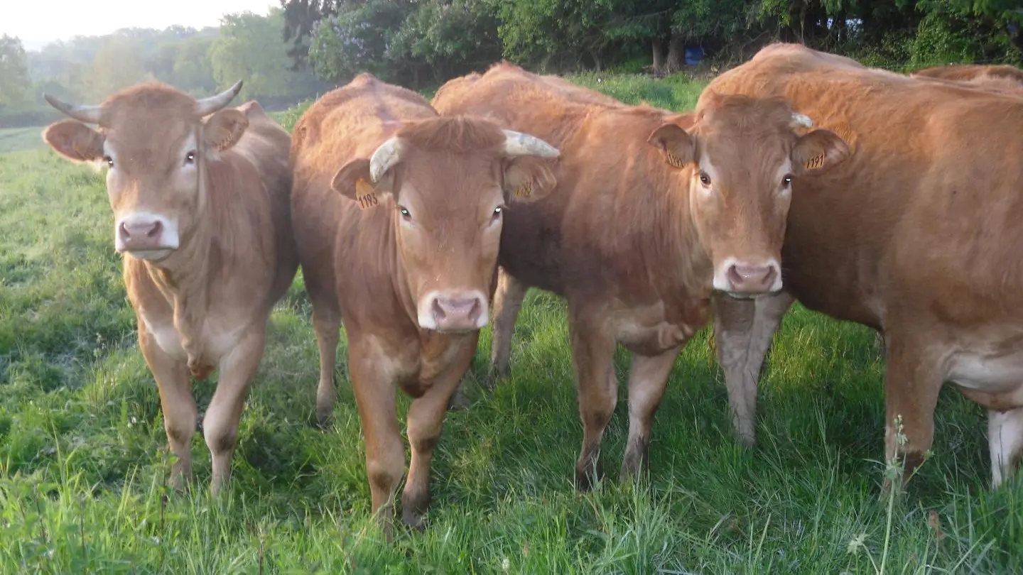 Gite Le Cherveix à Solignac en Haute-Vienne (Limousin)_16