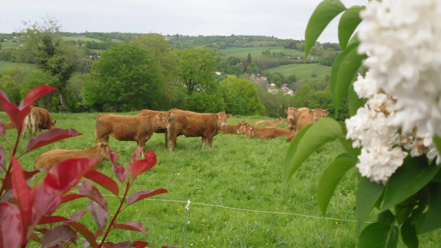 Gite Le Cherveix à Solignac en Haute-Vienne (Nouvelle Aquitaine)_32
