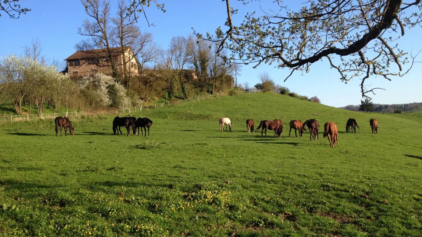 Gite Leygat à Solignac en Haute-Vienne (Limousin)_30