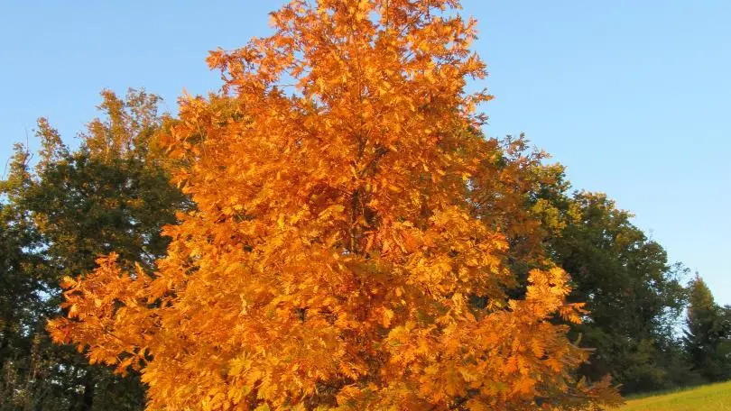 Gite Leygat à Solignac en Haute-Vienne (Limousin)_27