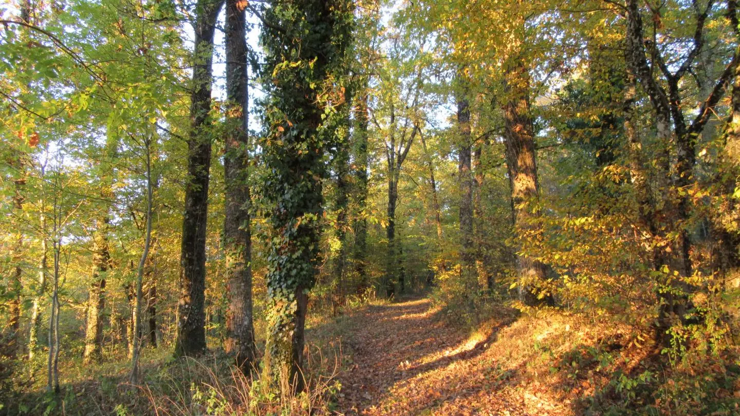Gite Leygat à Solignac en Haute-Vienne (Limousin)_34