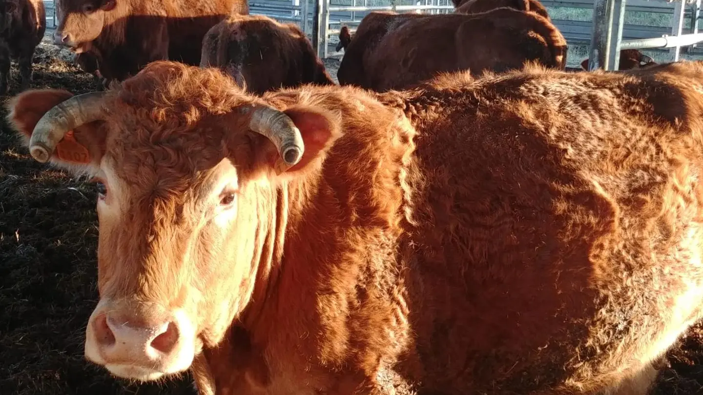 Gite La Thibarderie à Magnac Laval en Haute-Vienne (Limousin en Nouvelle Aquitaine)_27