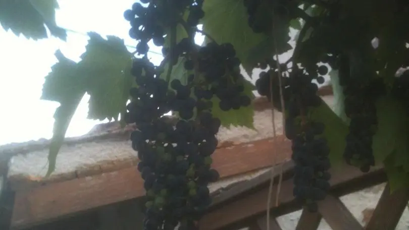 La vigne de 100 ans du grand père_13