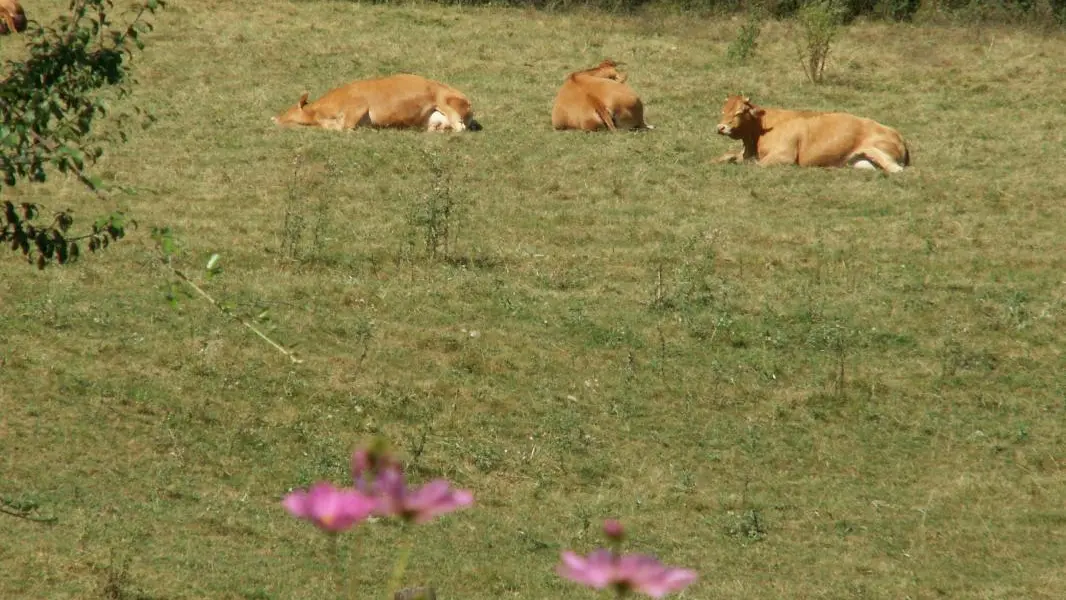 Les vaches limousines _14