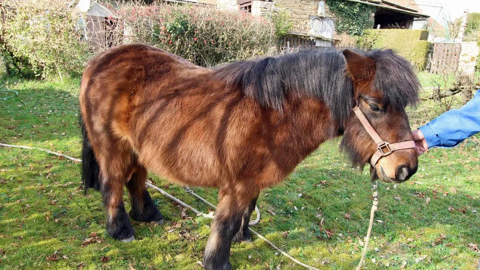 Gite Les Rebras  à Saint Sulpice Les Feuilles en Haute-Vienne (Limousin en Nouvelle Aquitaine)_14