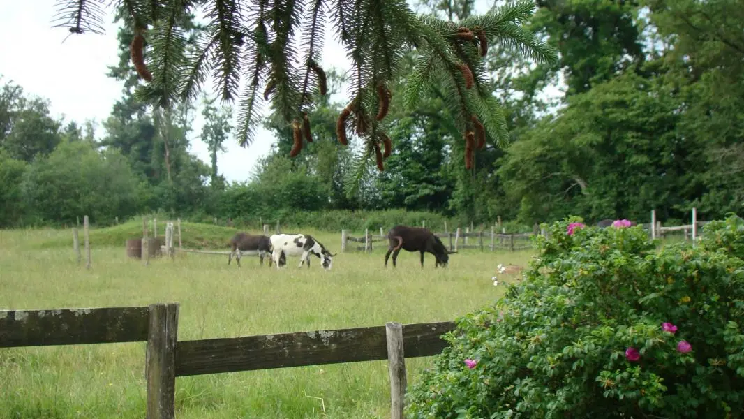 Gite Peyrahout à Javerdat en Haute-Vienne (Limousin en Nouvelle Aquitaine)_45
