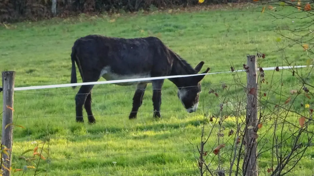 Gite Les séquoias à Javerdat en Haute-Vienne (Nouvelle Aquitaine)_13