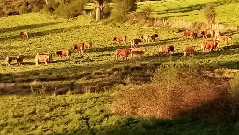 Campagne limousine - Gite Puy Bouraud à Vaulry en Haute-Vienne (Limousin en Nouvelle Aquitaine)_32