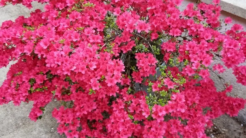Terrasse fleurie - Gite Puy Bouraud à Vaulry en Haute-Vienne (Limousin en Nouvelle Aquitaine)_29