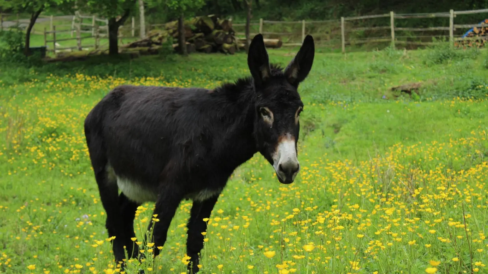 Gîte 3 ânes et un moulin à Bessines sur Gartempe en Haute-Vienne (Nouvelle Aquitaine) _49