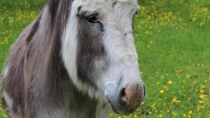 Gîte 3 ânes et un moulin à Bessines sur Gartempe en Haute-Vienne (Nouvelle Aquitaine) _50