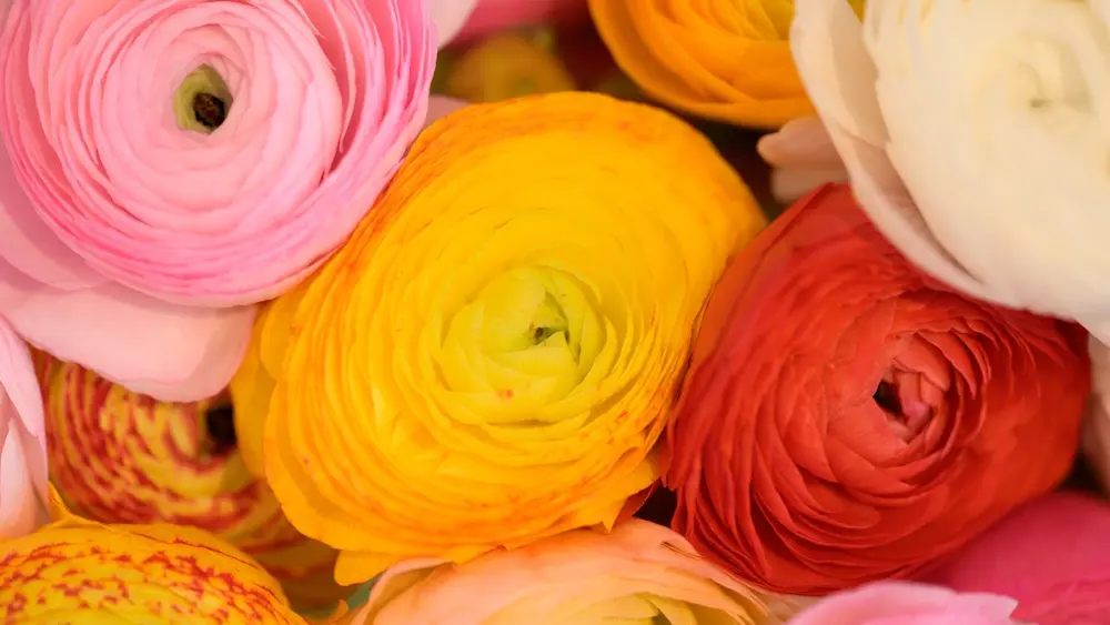 Cueillette Fleuriste