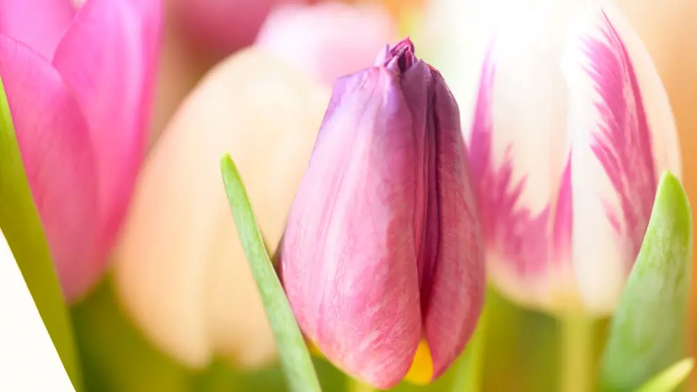 Cueillette Fleuriste